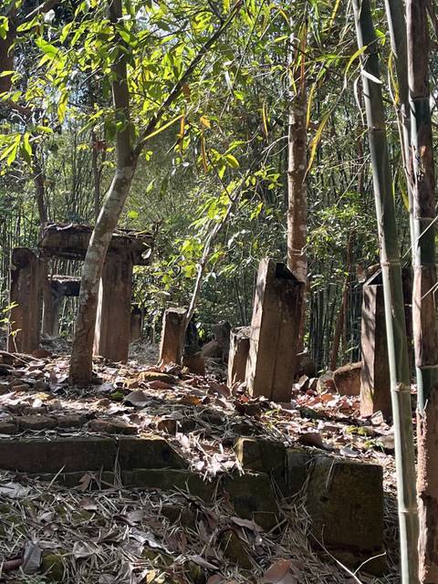      Overgrown stone structures in a forest setting.
  