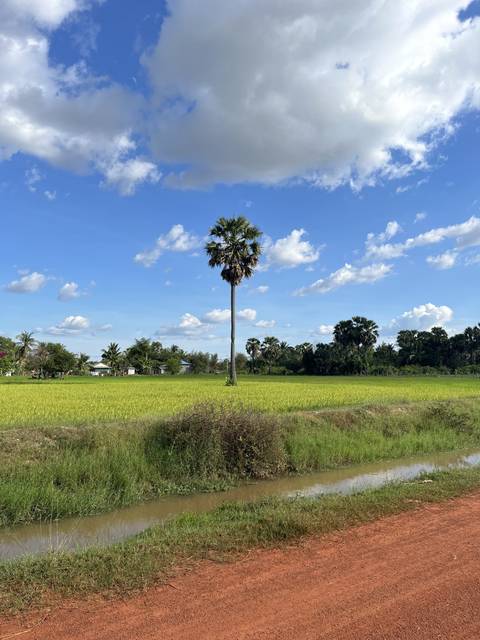       Lone palm tree in a grass field under a blue sky.
  