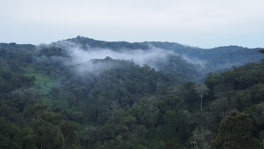       Misty rainforest in a hilly landscape.
  