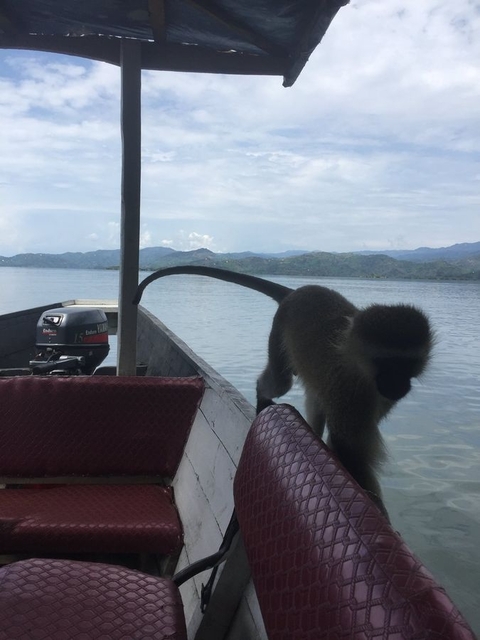       Photo d'avis client sur Aventure Gorilla Trekking - avec expérience Rwanda- Uganda 
  