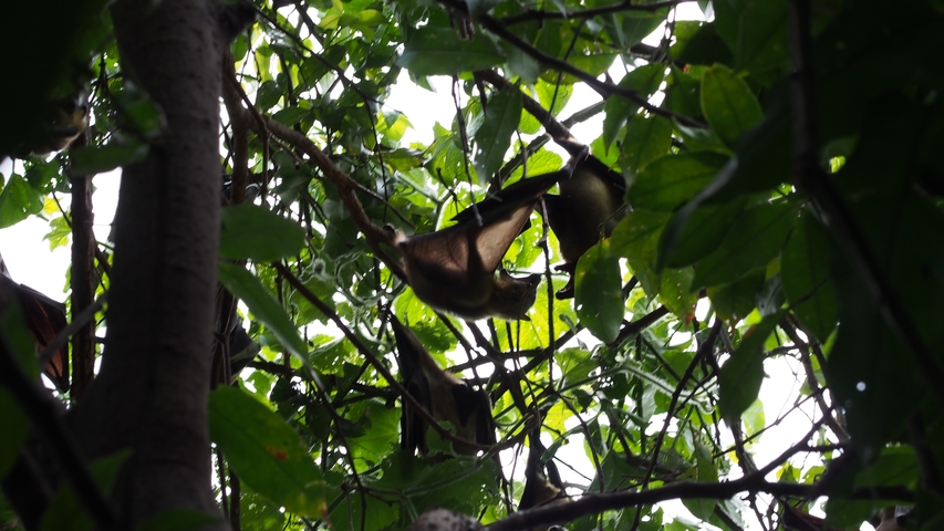       Bats hanging in a tree canopy.
  