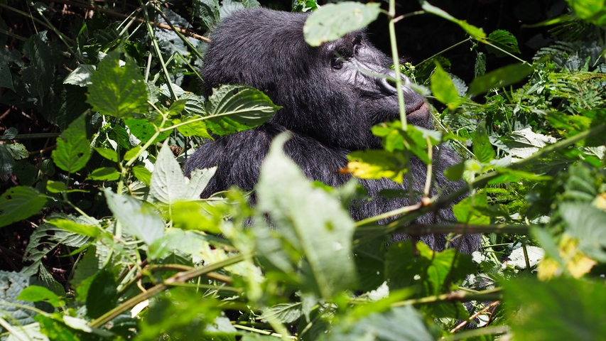      Gorilla sitting among green leaves.
  