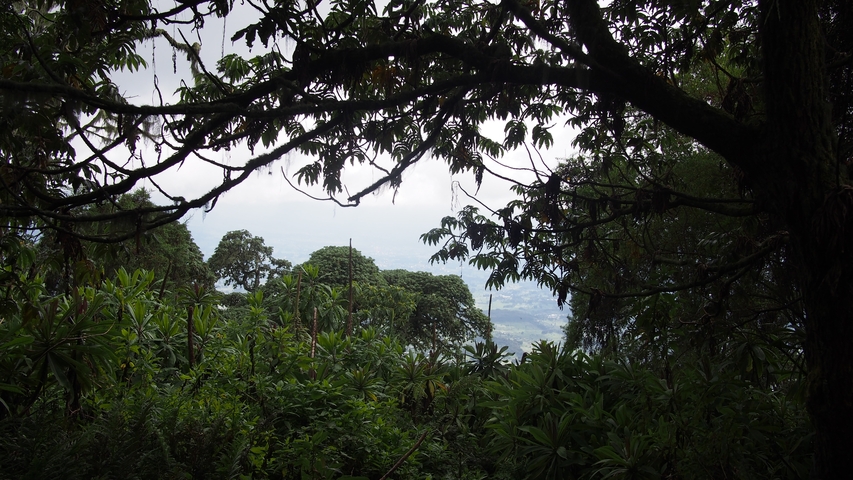       Dense forest with mist and distant view.
  