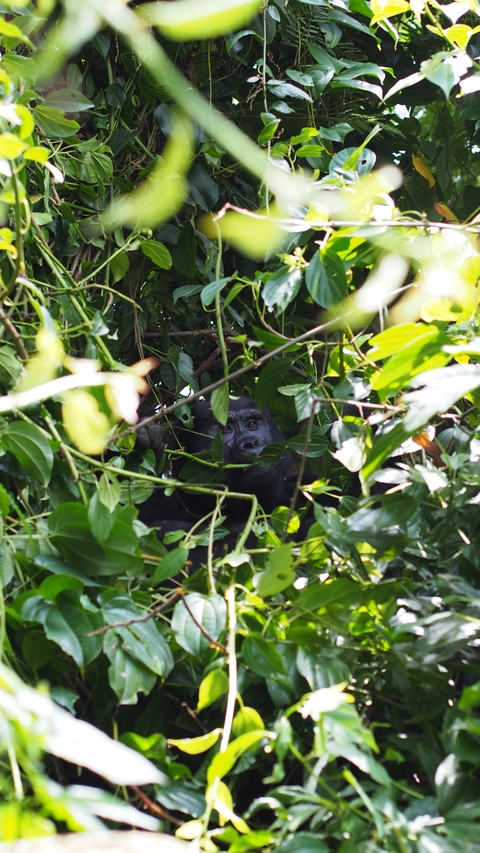       Gorilla peeking through dense jungle foliage.
  