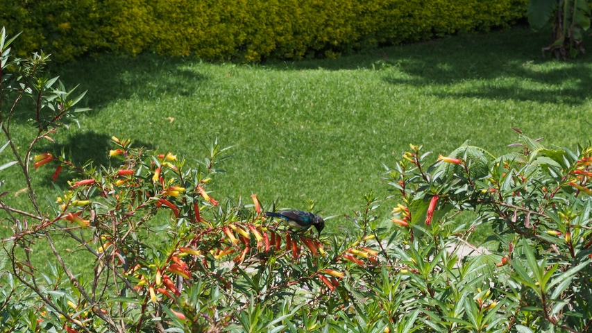       Bird on flowering plant, green lawn in the background.
  