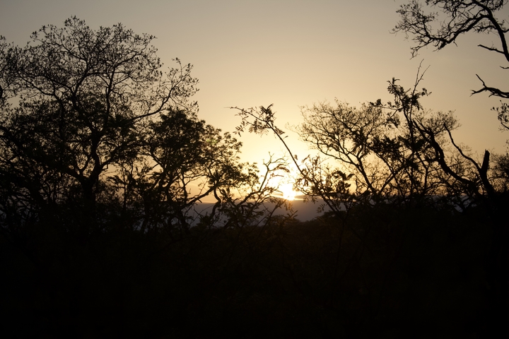 Silhouette of trees during sunset.