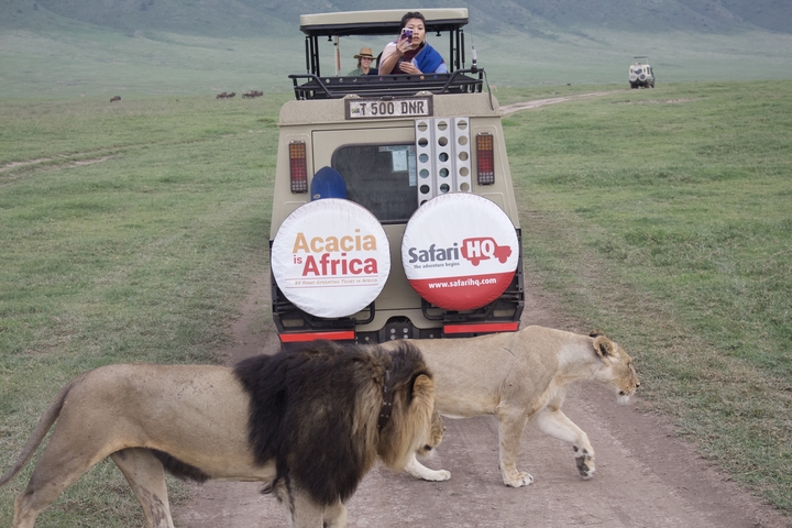 Two lions walking in front of a safari vehicle.