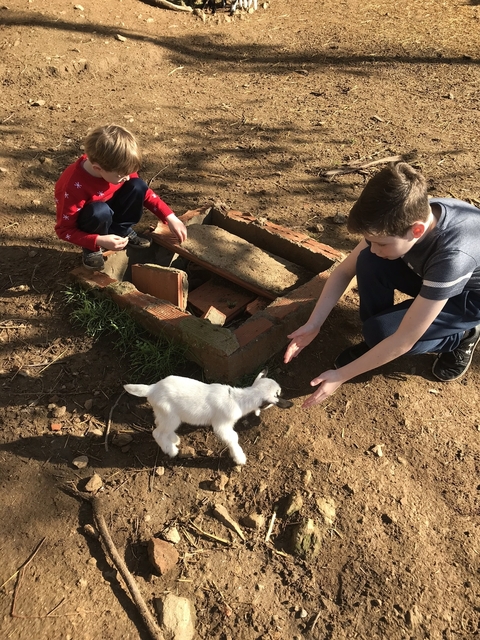       Children playing with a small goat near a constructed pen.
  