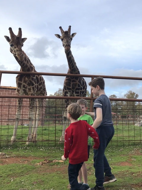       Children observing giraffes behind a fence at a zoo.
  