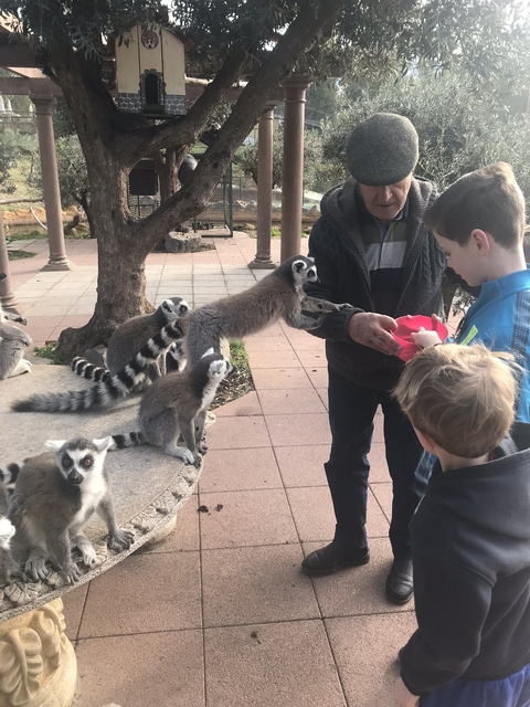       People feeding lemurs at a zoo.
  