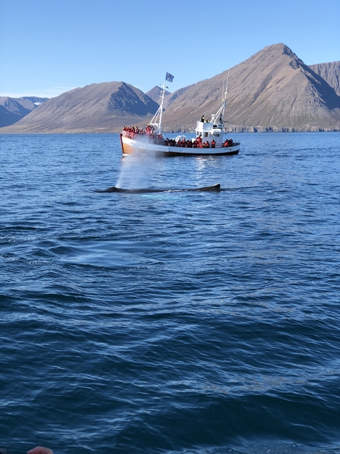 People on a boat watching a whale emerge from the water.