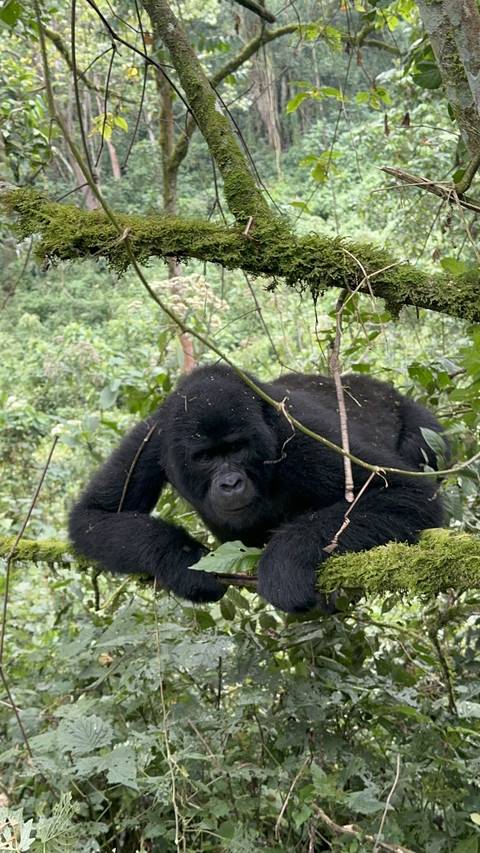       Gorilla resting in a tree
  