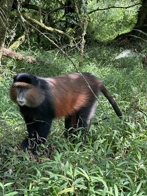       Golden monkey in a dense forest
  