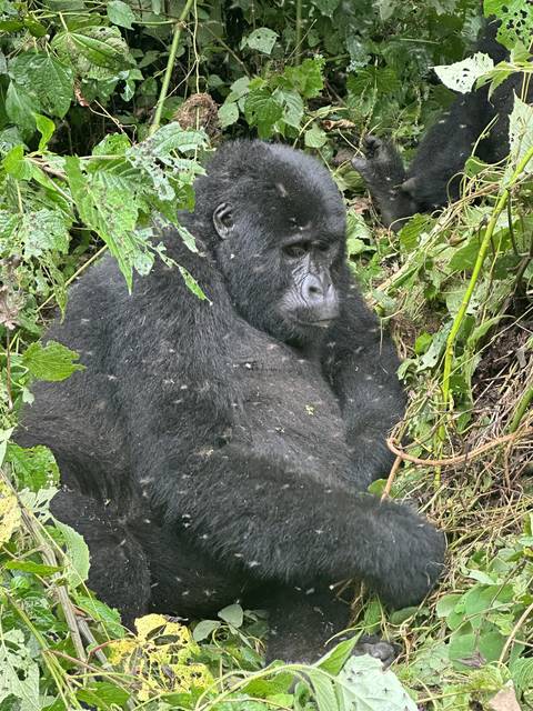       Gorilla lying down in foliage
  