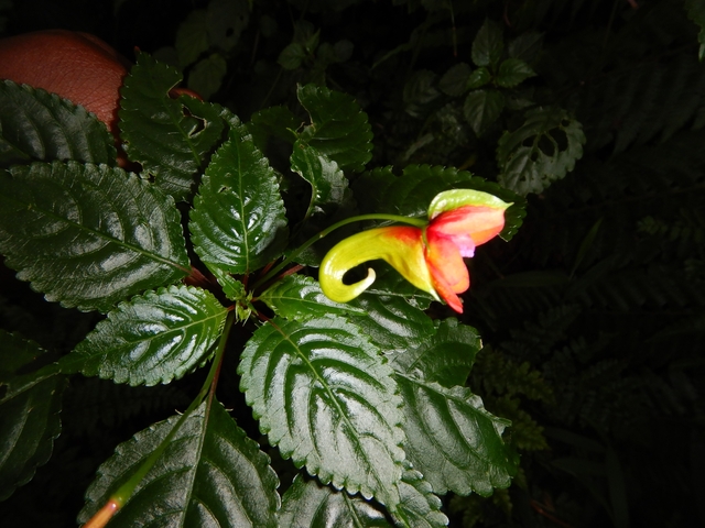       Close-up of a colorful flower and green leaves.
  