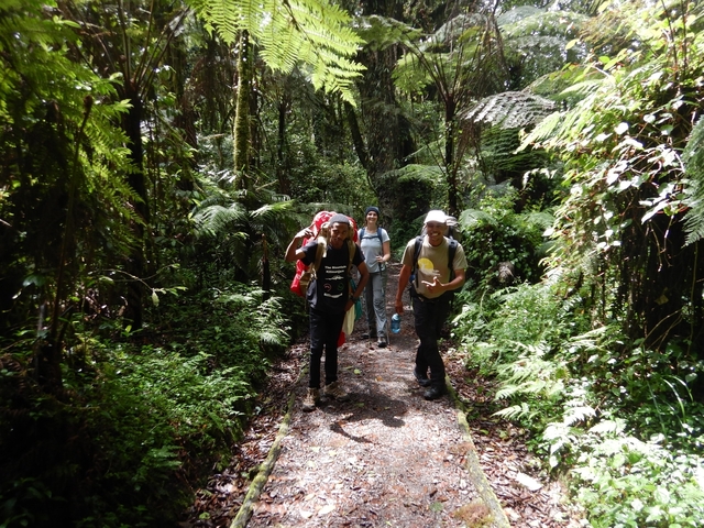       Hikers walking through a lush forest trail.
  
