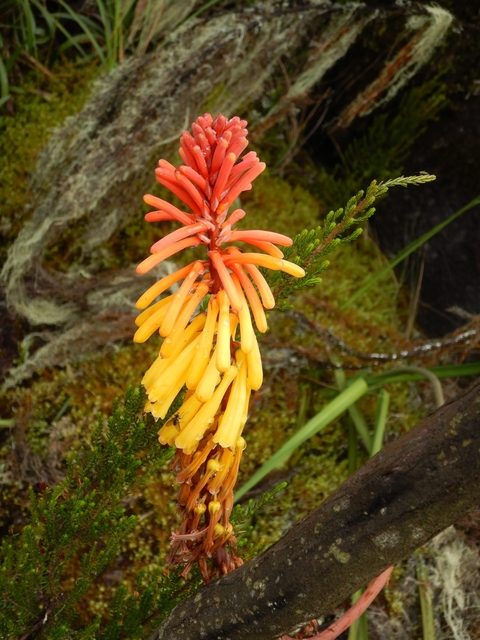       Close-up of colorful flora in the forest.
  