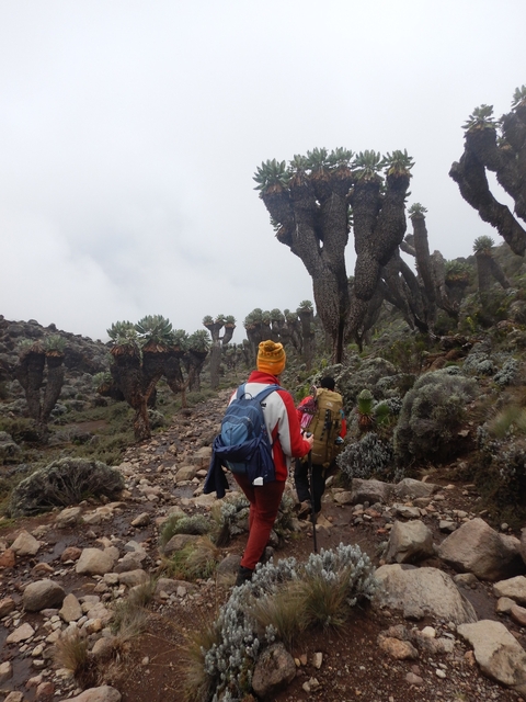       Hikers in colorful jackets walking among tall unique trees.
  