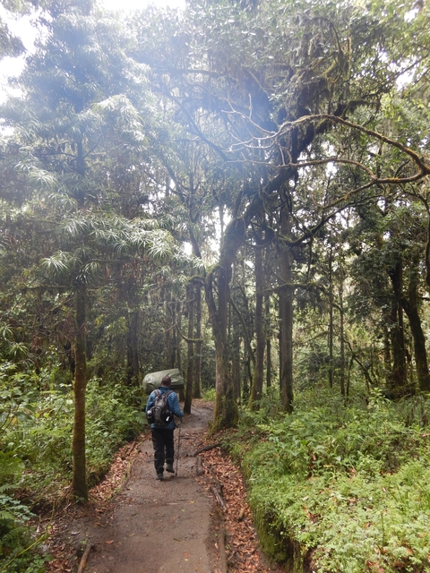       Person trekking through a dense forest area.
  