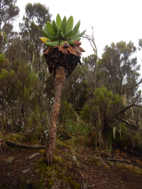       Large plant with unique trunk in the forest.
  