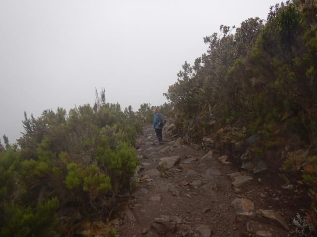       Individual walking through a lush, misty forest trail.
  