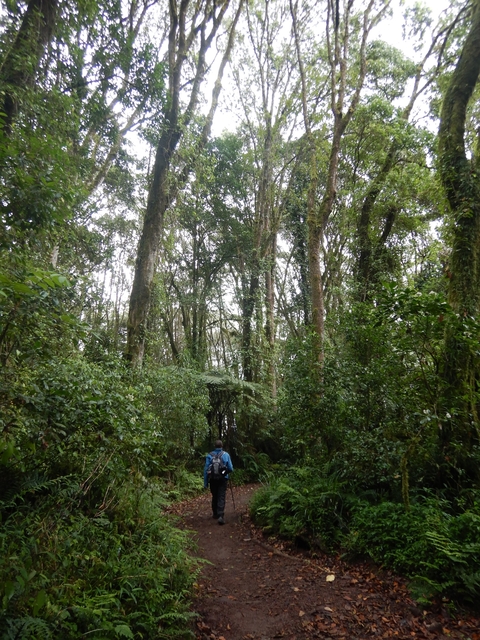       Dense forest with tall trees and greenery.
  