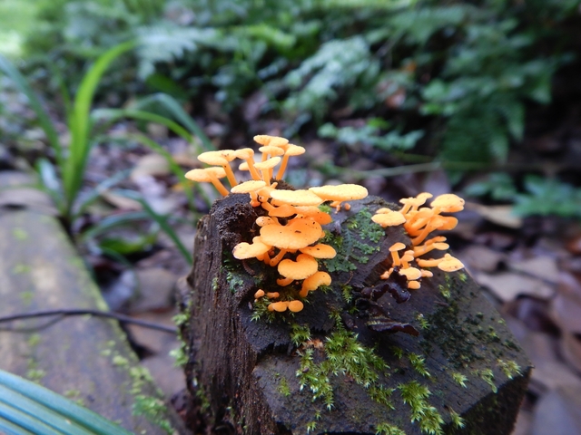       Close-up of bright orange mushrooms on a log.
  