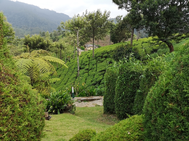       Lush tea plantation on a hillside with dense greenery.
  