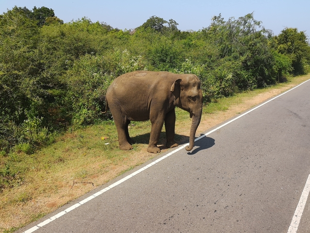       An elephant walking along a roadside with greenery around.
  