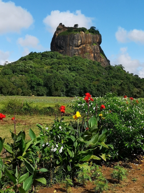       Colorful flowers and lush greenery in front of a rocky hill.
  