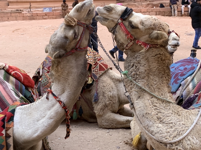 Camels resting on the ground with colorful blankets.