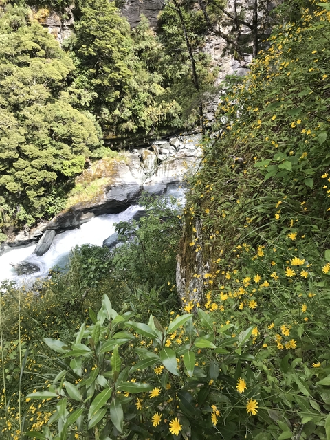       Lush greenery and yellow flowers overlooking a river.
  