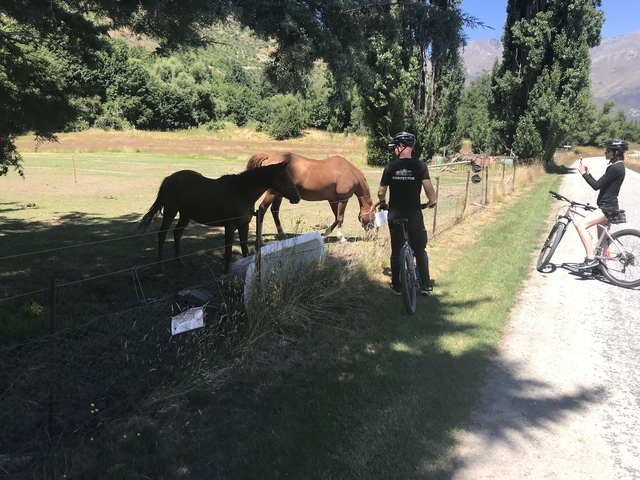       People with bicycles near horses.
  