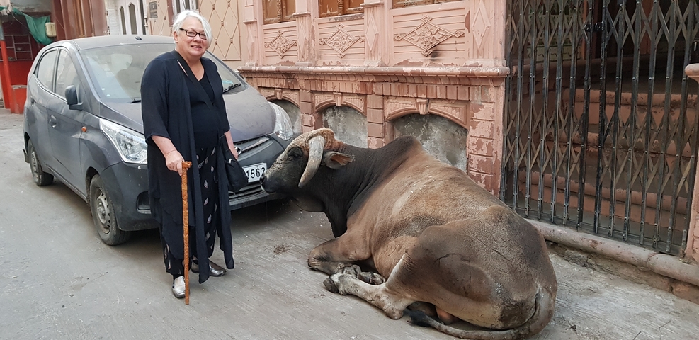       Woman standing beside a sitting bull on a street.
  