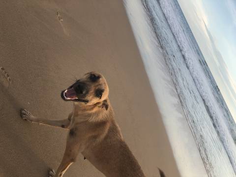 Dog on a sandy beach.