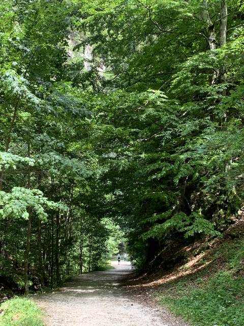       Pathway through a lush green forest.
  