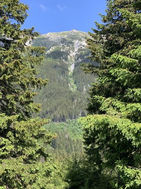       Mountain view through dense trees.
  