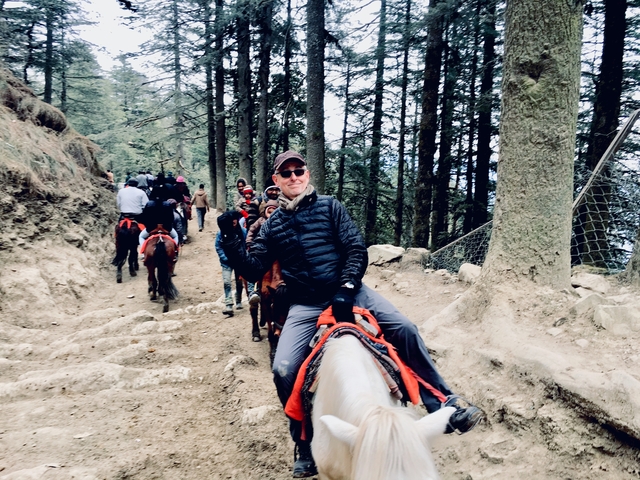       Person riding a horse in a forested area.
  