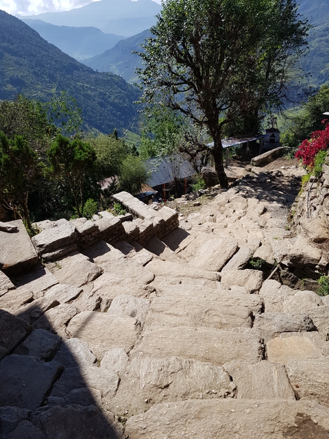       Stone steps in a natural setting with trees and foliage.
  