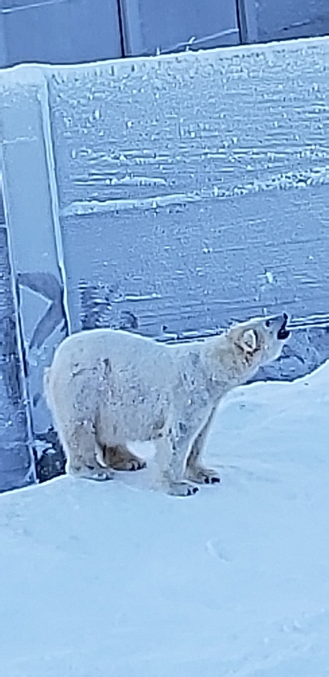 Klantbeoordelingsfoto van Lapland - in de stad van de kerstman op de poolcirkel - 7 dagen 