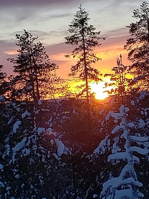 Sunset through snow-laden trees.