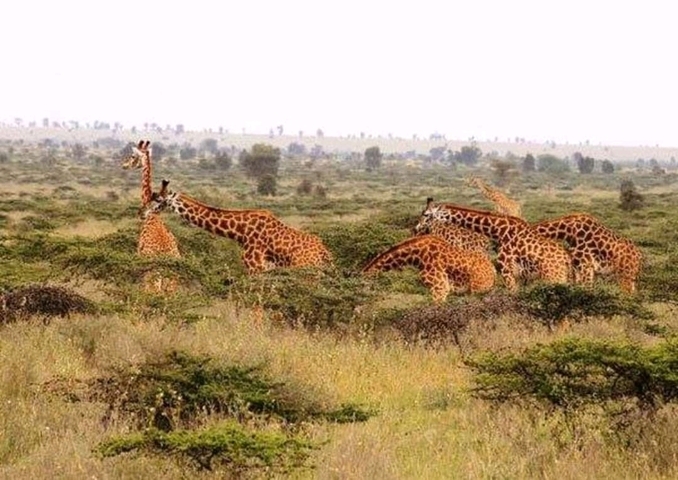 Group of giraffes grazing in a savannah.