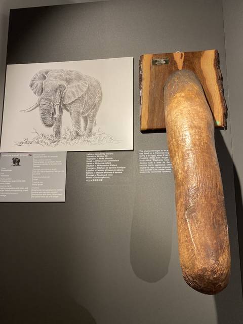 Exhibit of an elephant tusk display in a museum.