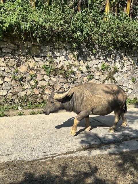A buffalo walking along a paved path surrounded by greenery.