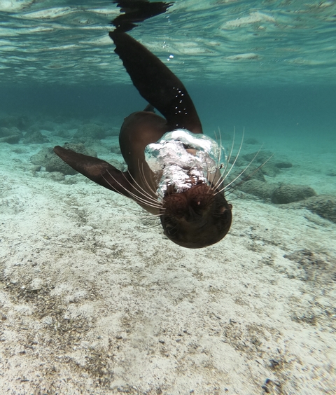       A seal swimming underwater.
  