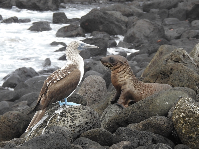       Blue-footed booby and a sea lion on rocks.
  