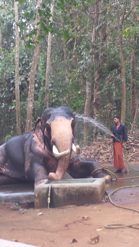       Person washing an elephant in a forest setting.
  