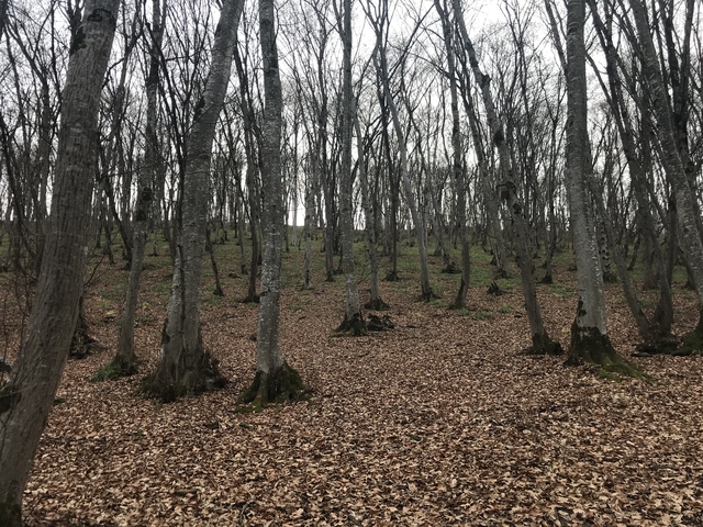       Leafless forest with ground covered in fallen leaves.
  