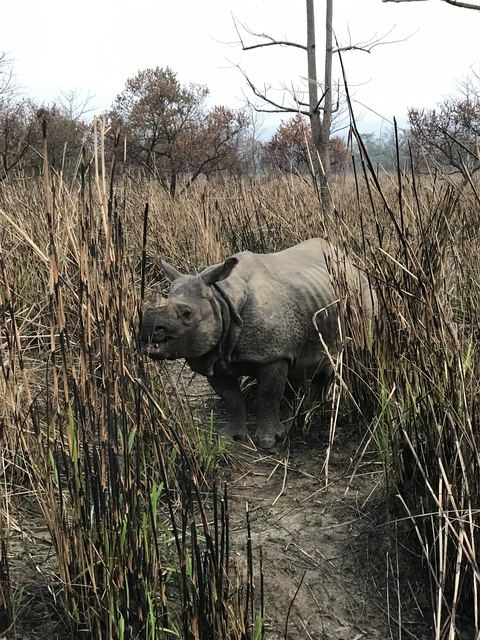       Wild rhino in a dense, grassy habitat.
  