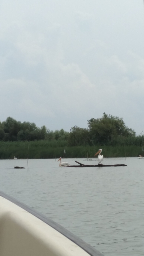 Distant pelicans by the water's edge under cloudy skies